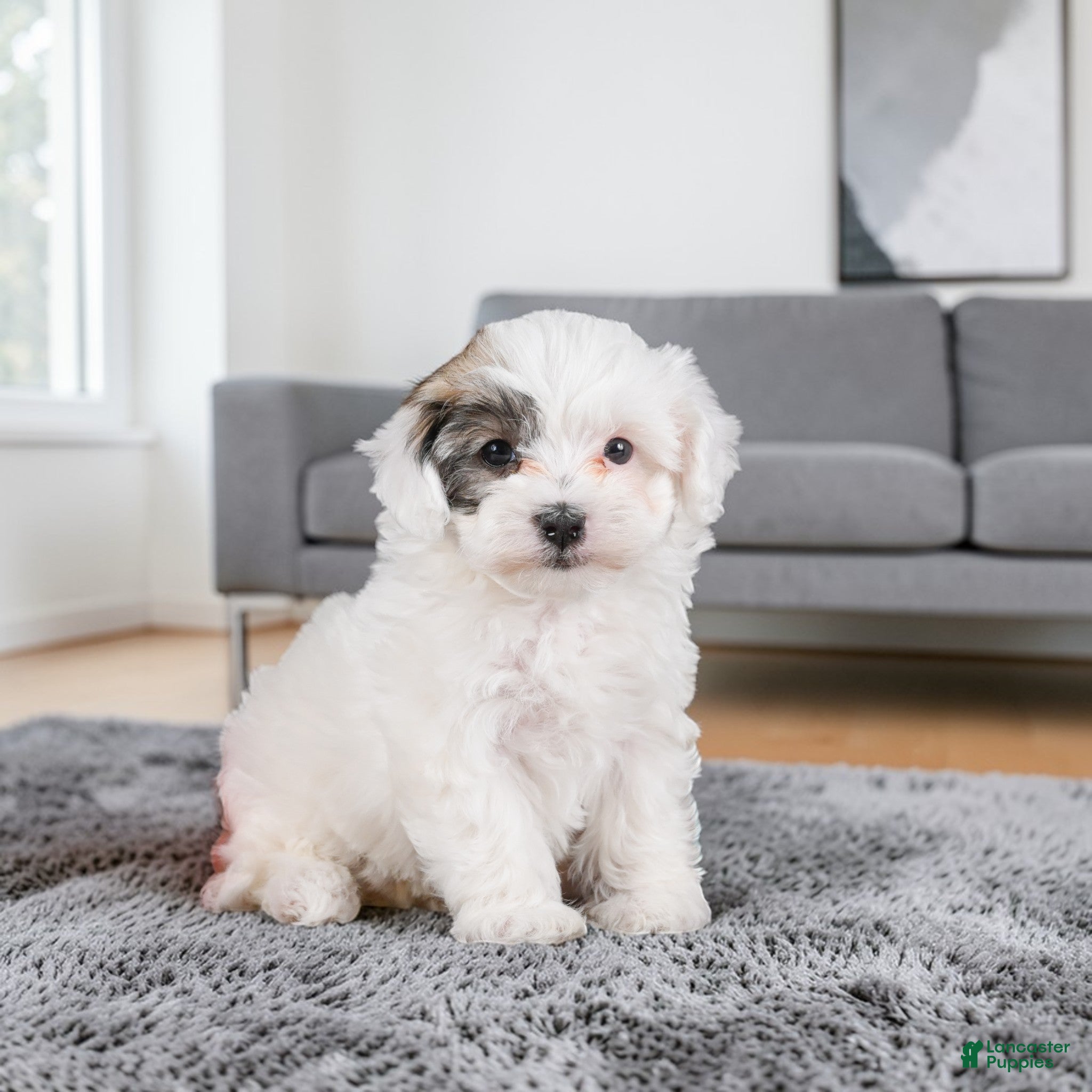 Maltipoo dogs julia - Ad 2
