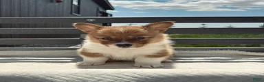 Hannah Welsh Corgi Pembroke Puppy 