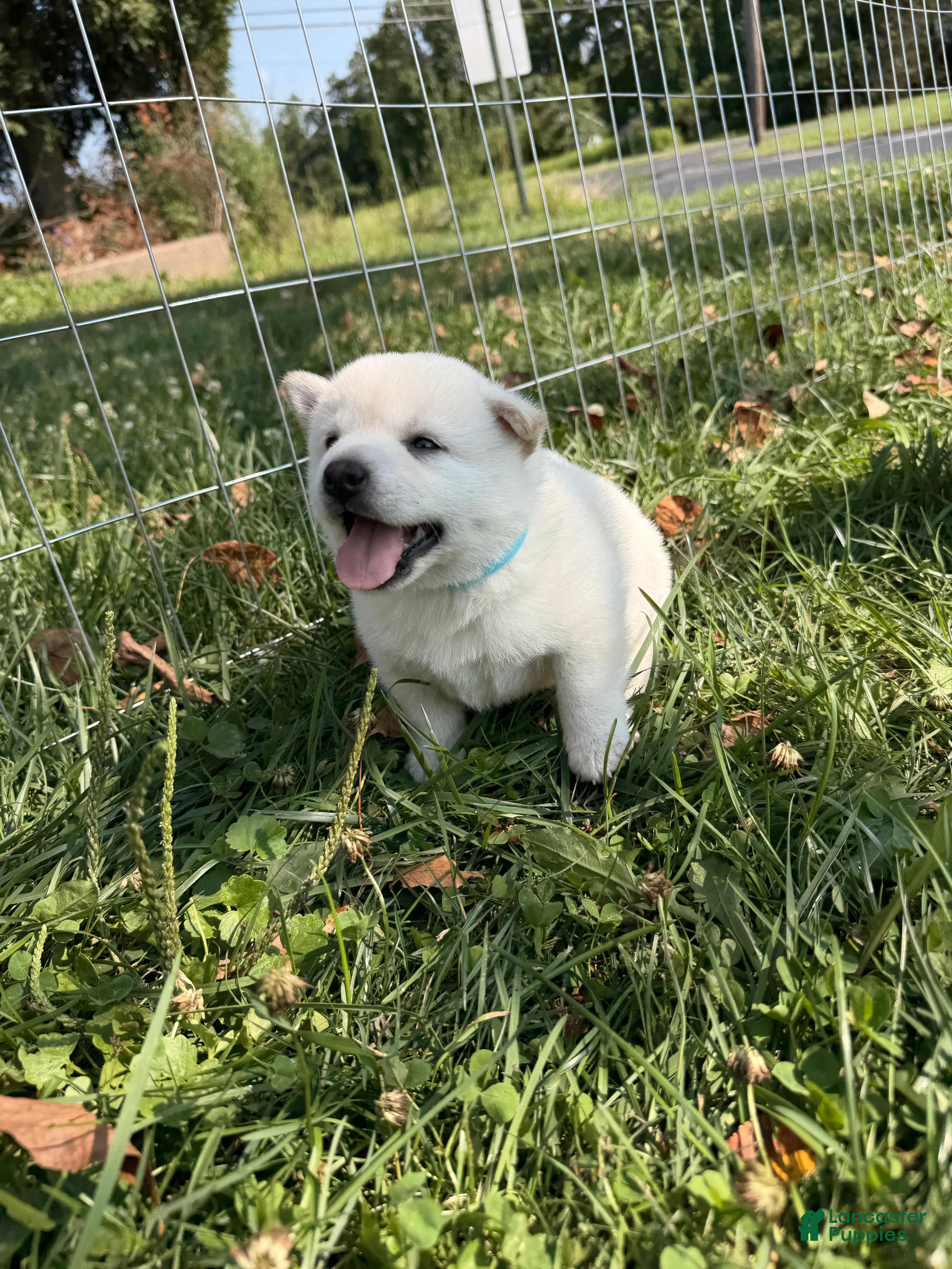 Shiba Inu dogs Koda - Ad 1