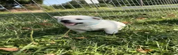 Shiba Inu dogs for sale: Koda - Ad 1