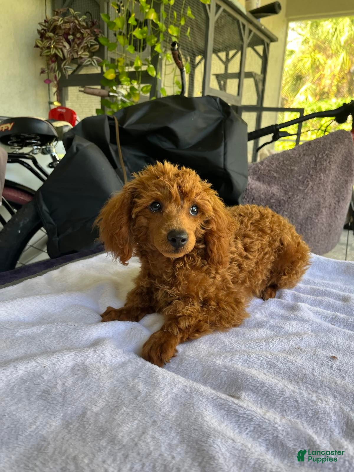 Toy Poodle dogs Toy Poodle Puppy 3 - Ad 2