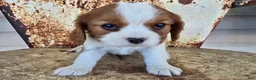 Cavalier King Charles Spaniel dogs for sale: Dakota - Ad 1
