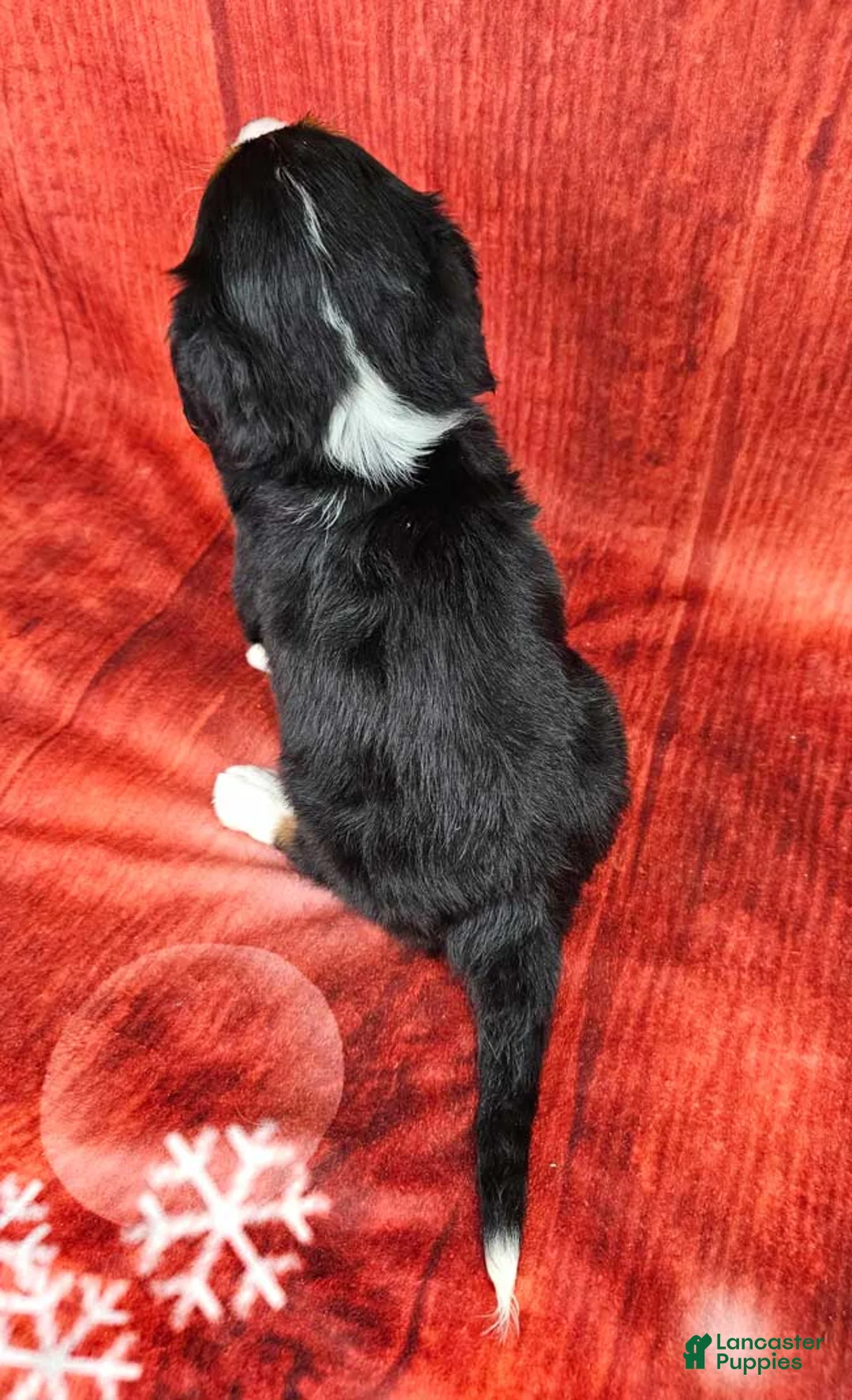 Miniature Bernese Mountain Dog dogs for sale: Midnight - Ad 4