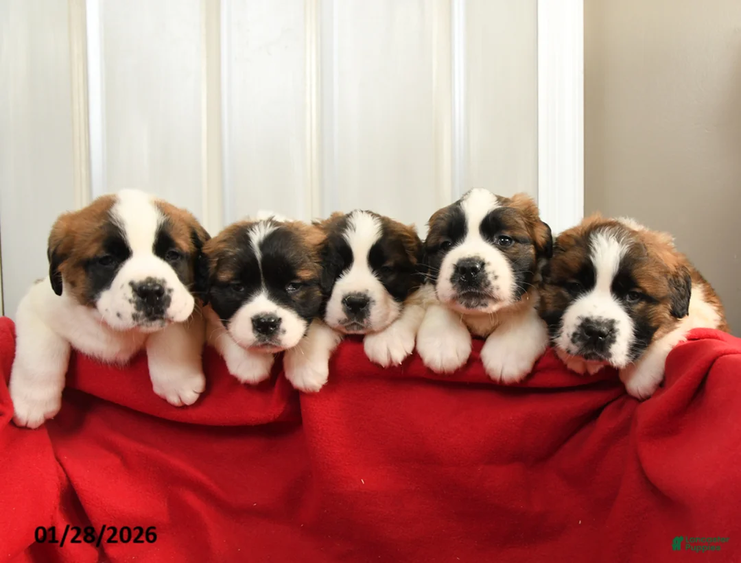 Saint Bernard dogs for sale: Hilda - Ad 3