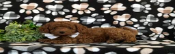 Toy Poodle dogs for sale: Shepley 9 lbs full grown - Ad 4
