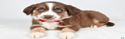 Miniature Australian Shepherd dogs for sale: Ronny - Ad 5