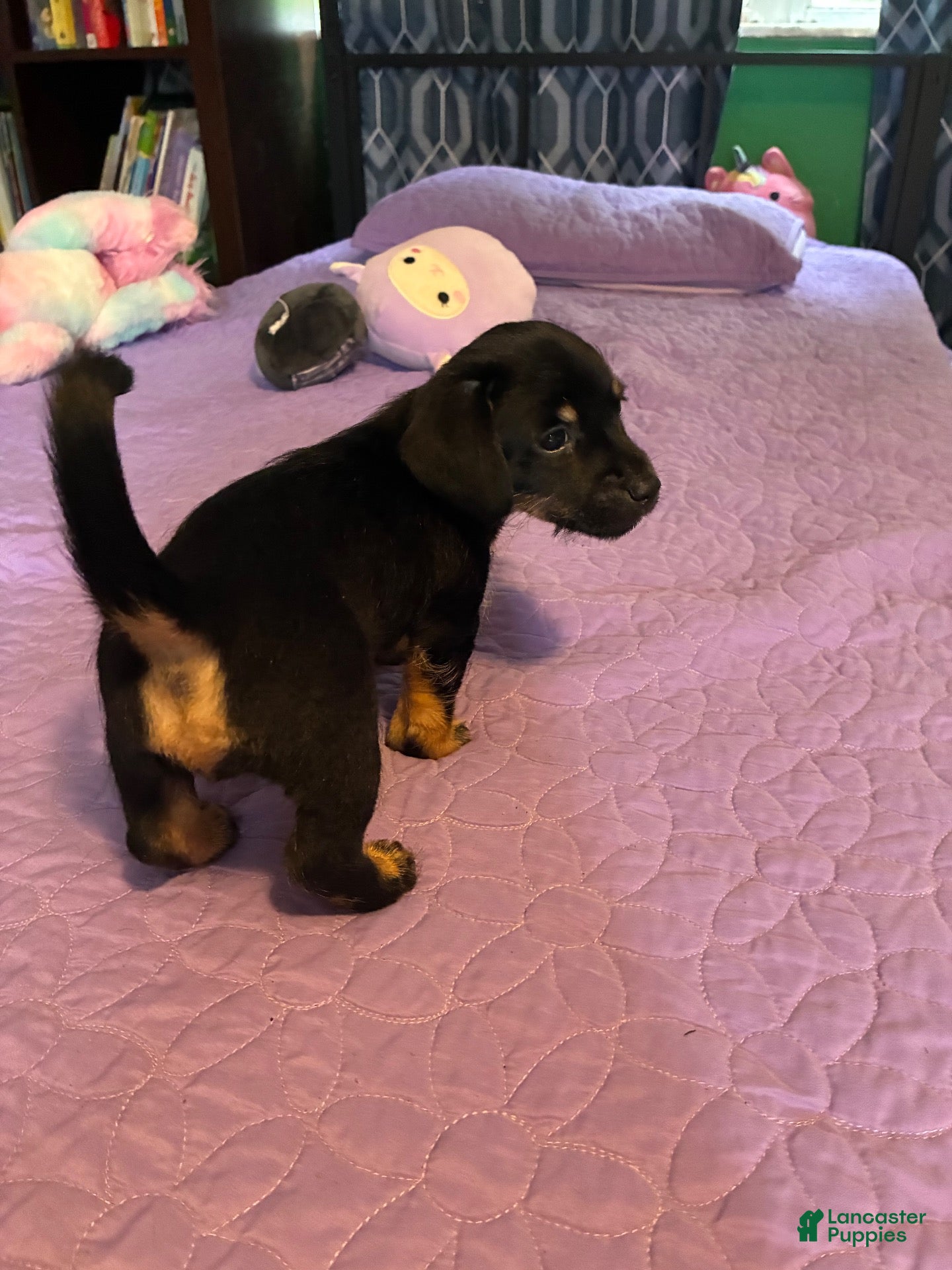Mixed Breed dogs for sale: Mixed Breed 2 - Ad 4