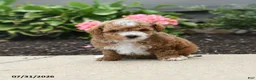 Toy Poodle dogs for sale: Calamity - Ad 1