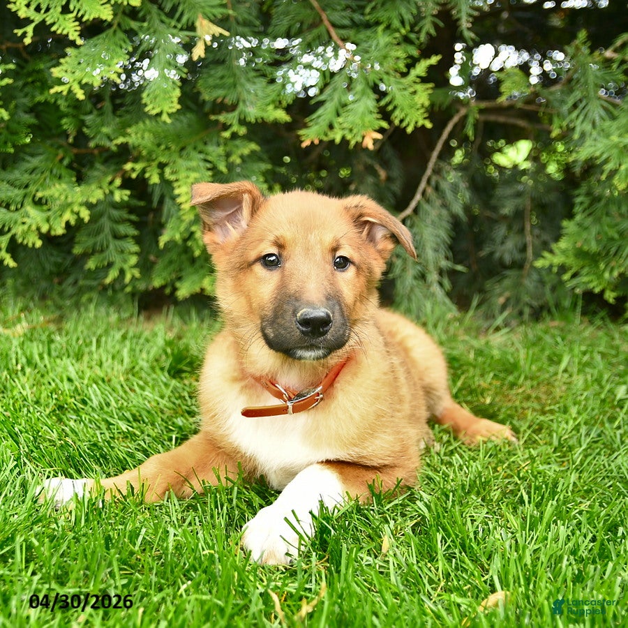 Mixed Breed dogs Ella  - Ad 2