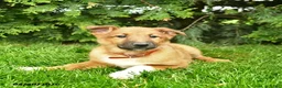Mixed Breed dogs for sale: Ella  - Ad 2