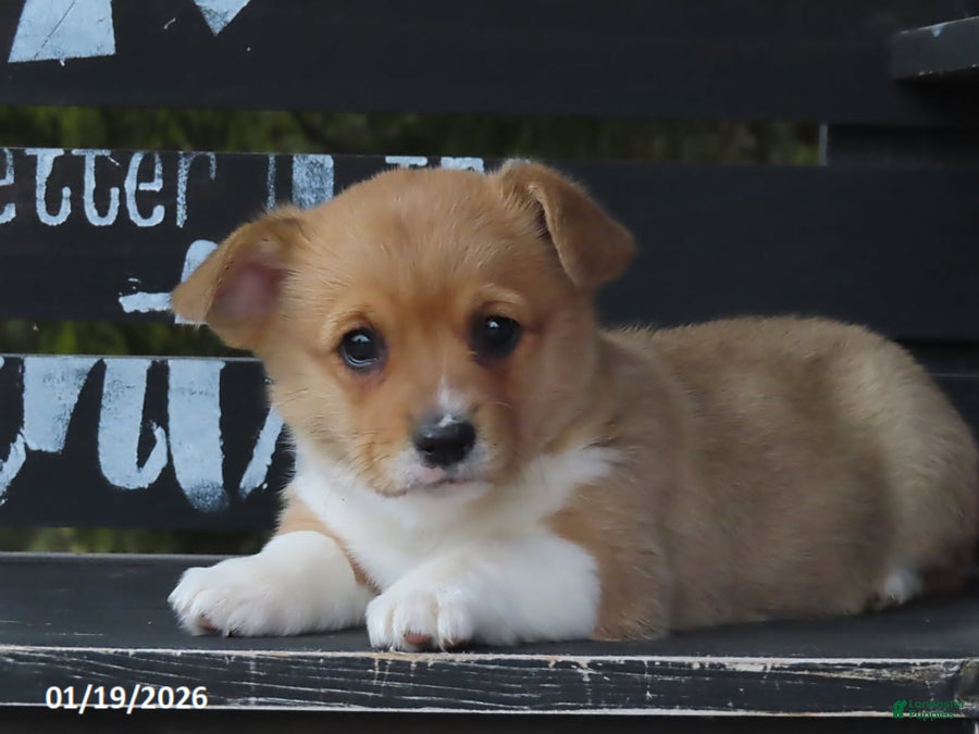 Welsh Corgi Pembroke dogs Lily - Ad 10
