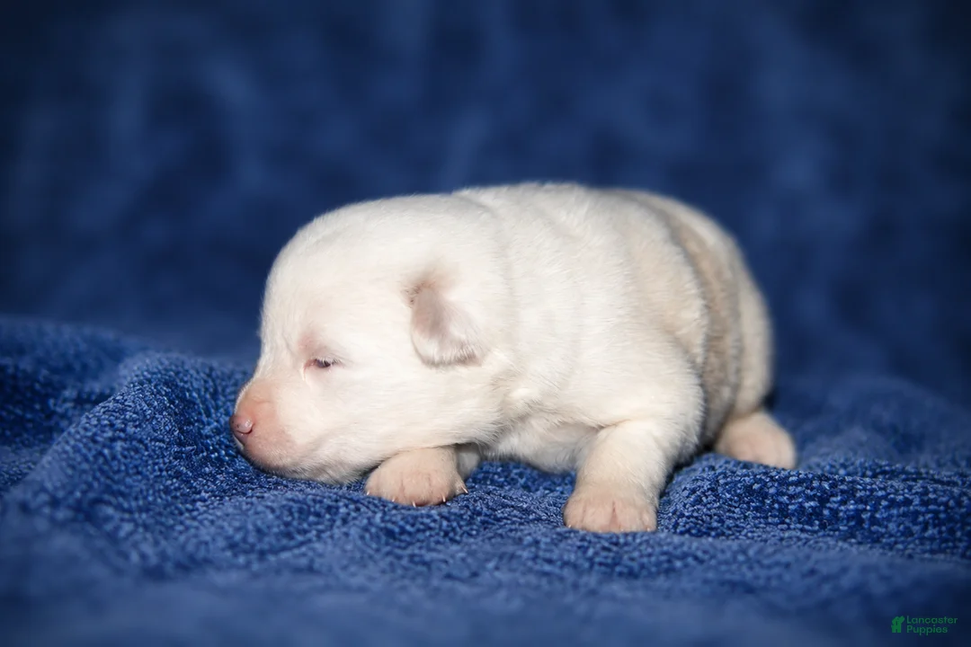 Pomsky dogs for sale: Pomsky 4 - Ad 1