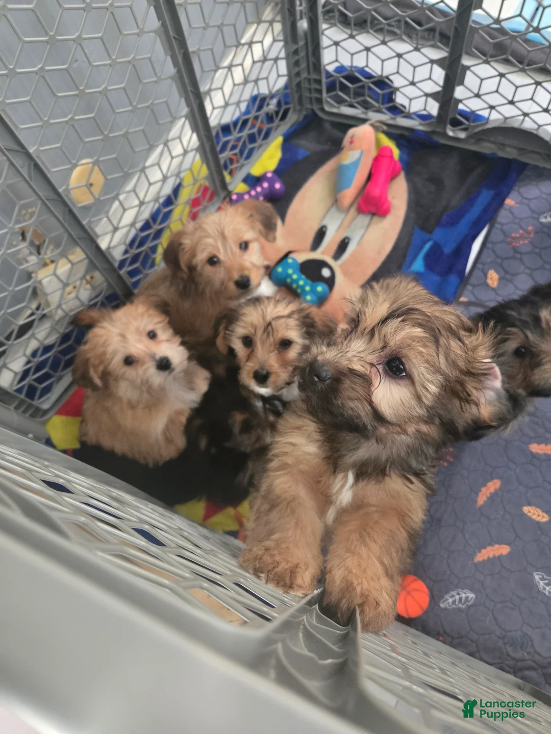 Shorkie dogs for sale: Shorkie Puppy 3 - Ad 9