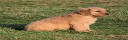 Golden Retriever dogs for sale: Daisy     Genetic/OFA - Ad 13