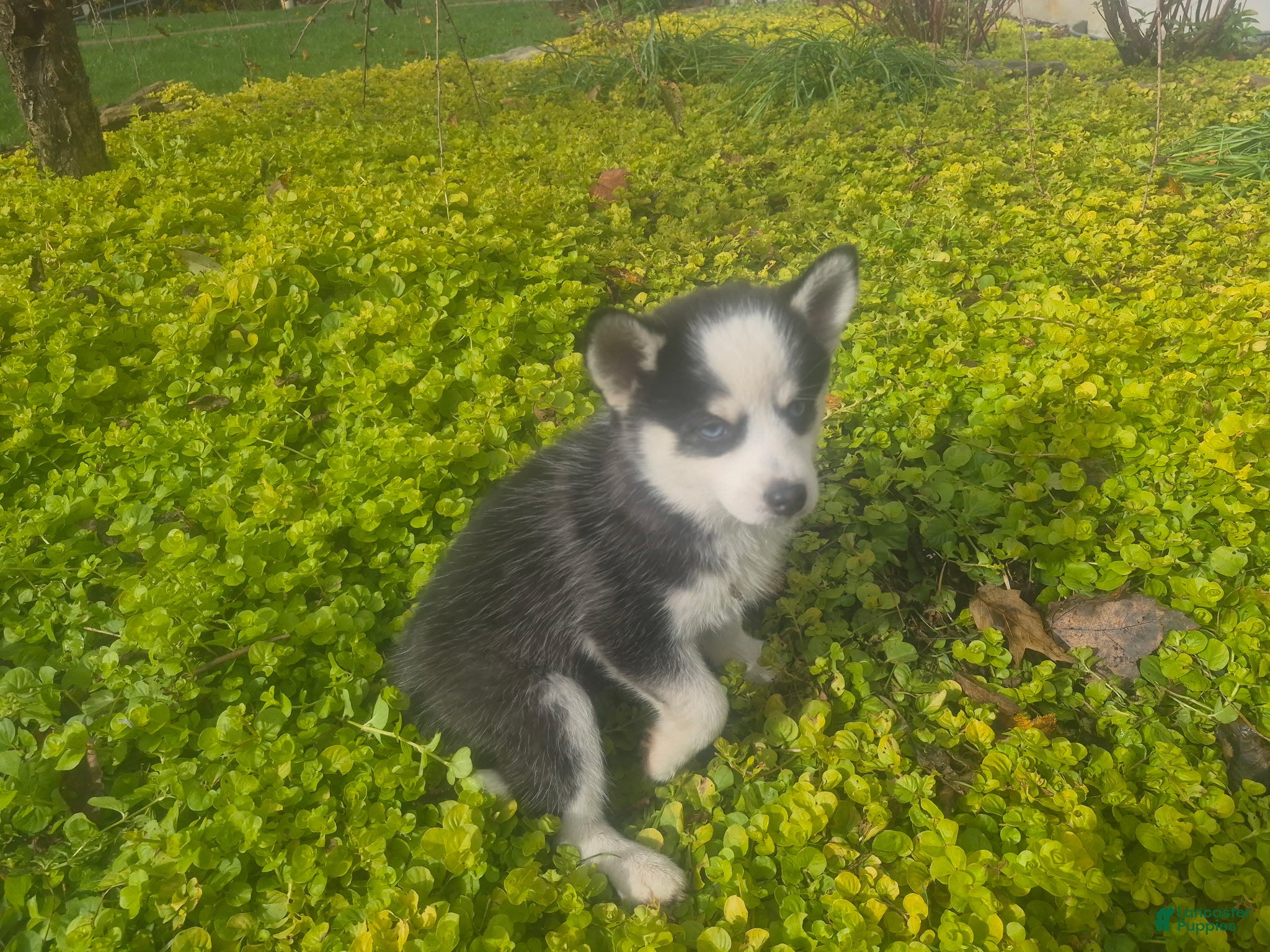 Pomsky dogs for sale: Splotch - Ad 1