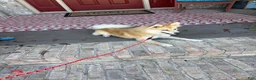 Pomsky dogs for sale: Reese - Ad 8