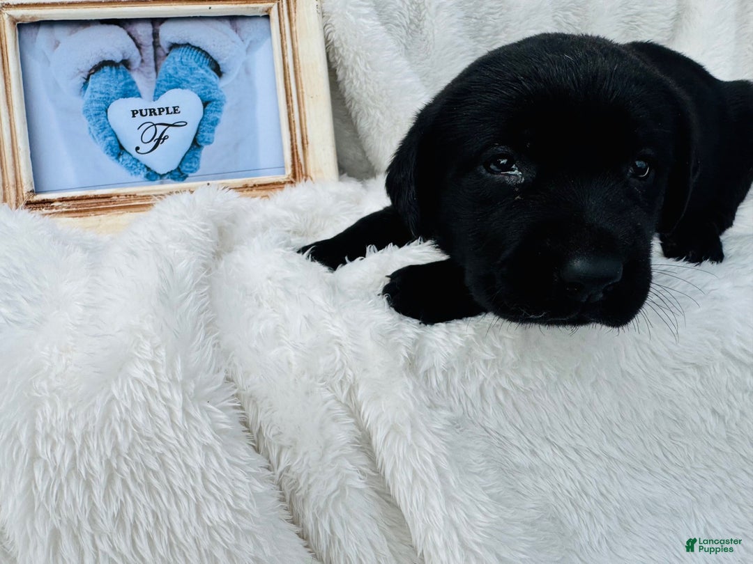 Labrador Retriever dogs for sale: Labrador Retriever Purple Collar - Ad 1