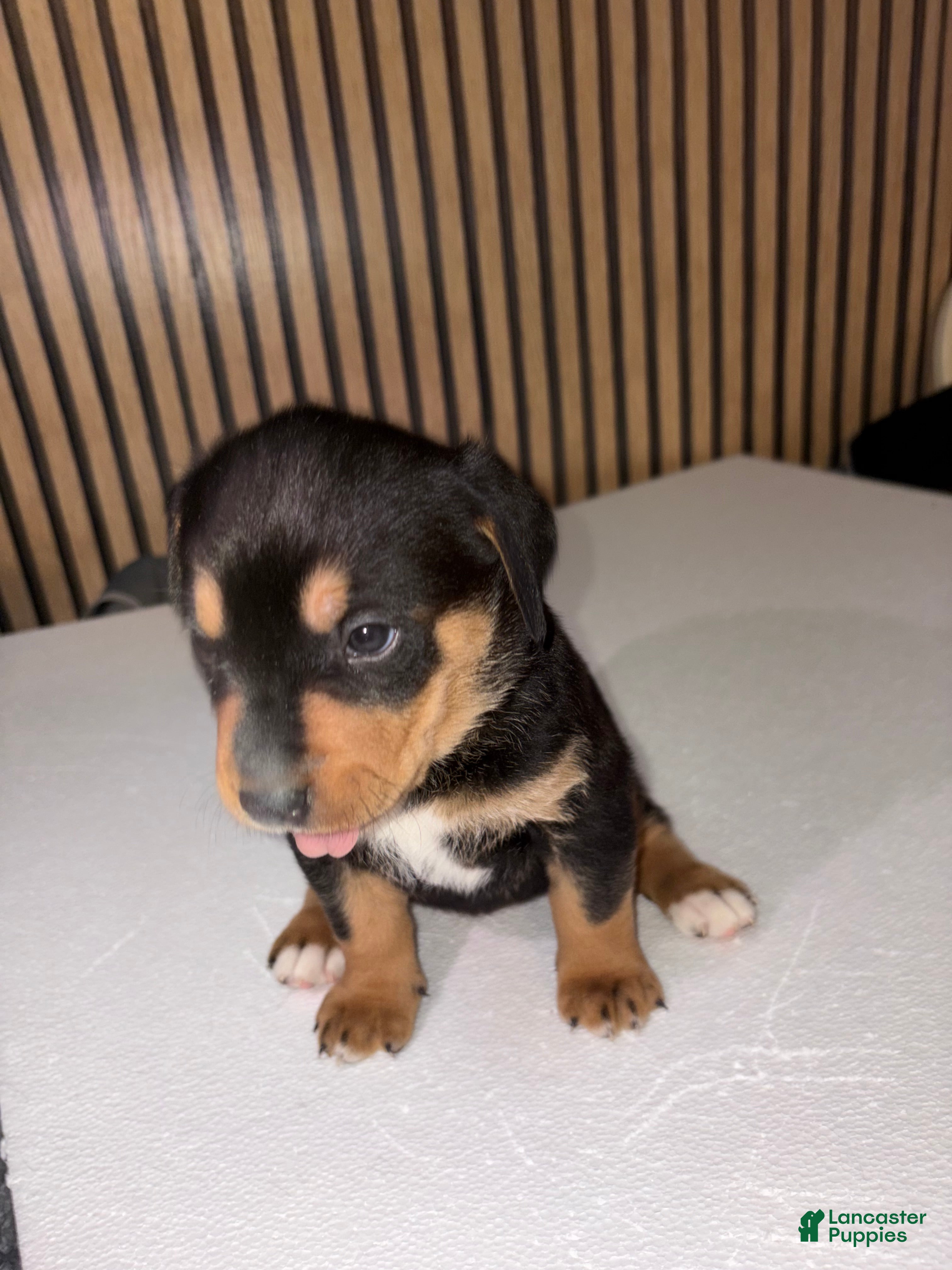 Mixed Breed dogs Athena - Ad 34