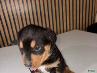 Mixed Breed dogs Athena - Ad 22