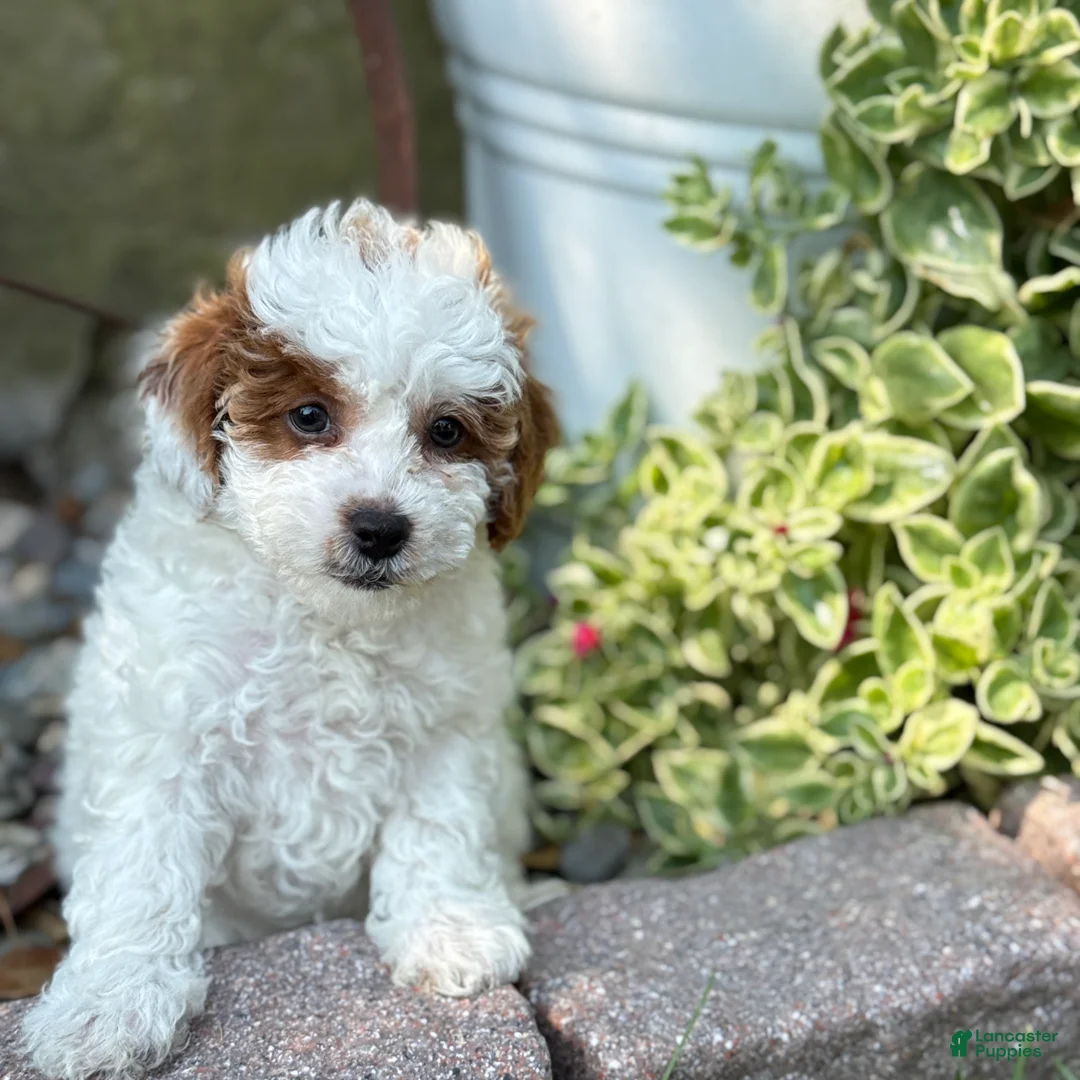 Toy Poodle dogs for sale: Taffy - Ad 2