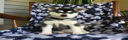 Alaskan Klee Kai dogs for sale: Marlene - Ad 3
