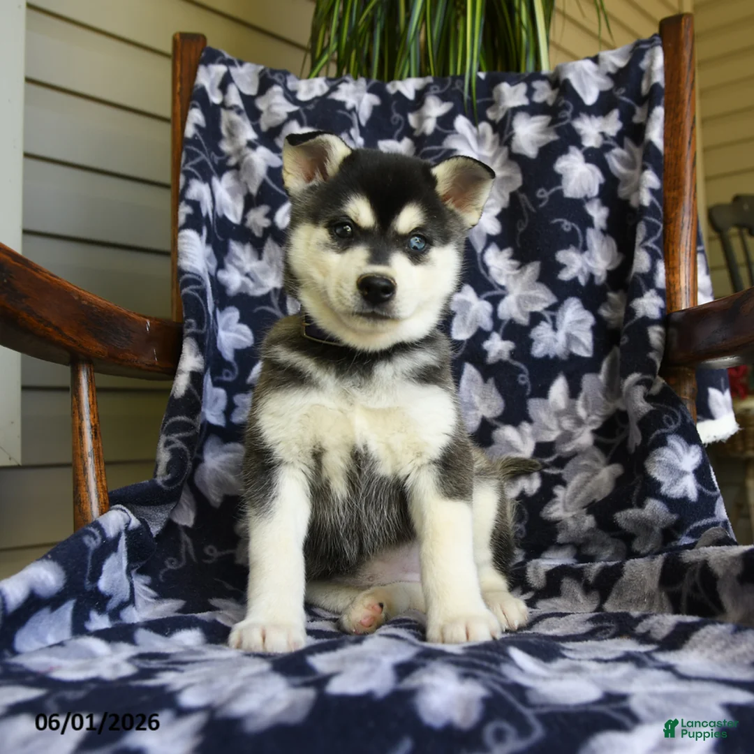 Alaskan Klee Kai dogs for sale: Marlene - Ad 3