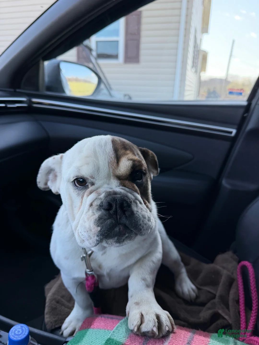 Beabull dogs for sale: Mabel - Ad 2