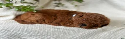 Mini Goldendoodle dogs for sale: Mini Goldendoodle 4 - Ad 4