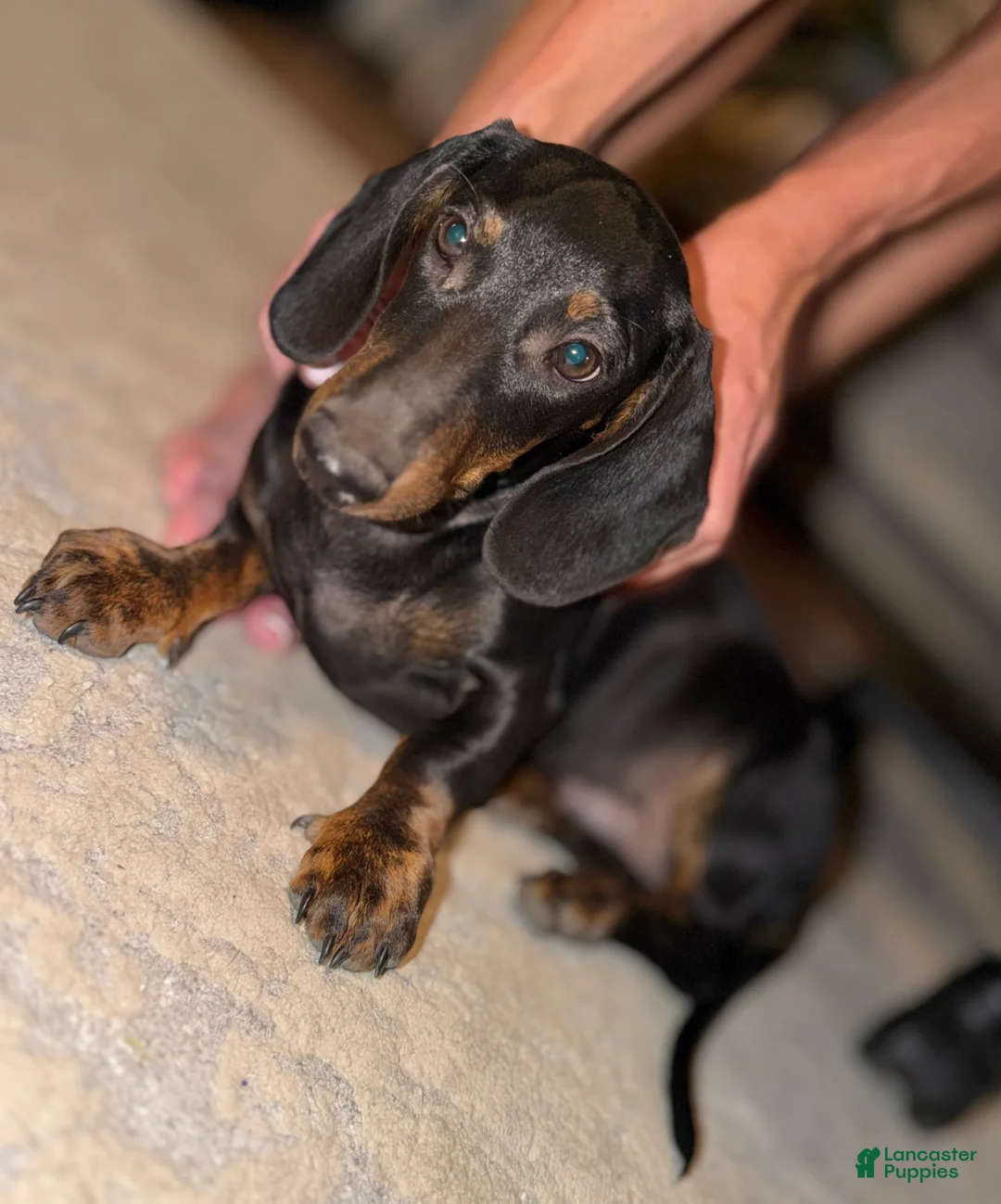 Dachshund dogs for sale: Baker - Ad 4
