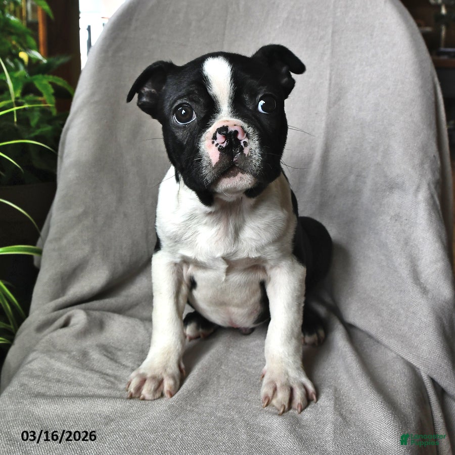 Boston Terrier dogs Parker - Ad 1