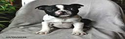 Boston Terrier dogs for sale: Parker - Ad 1