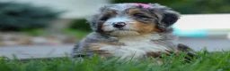 Mini Bernedoodle dogs for sale: 🐾 Primrose 🐾 - Ad 15