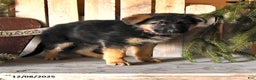 German Shepherd dogs for sale: Skyler - Ad 2