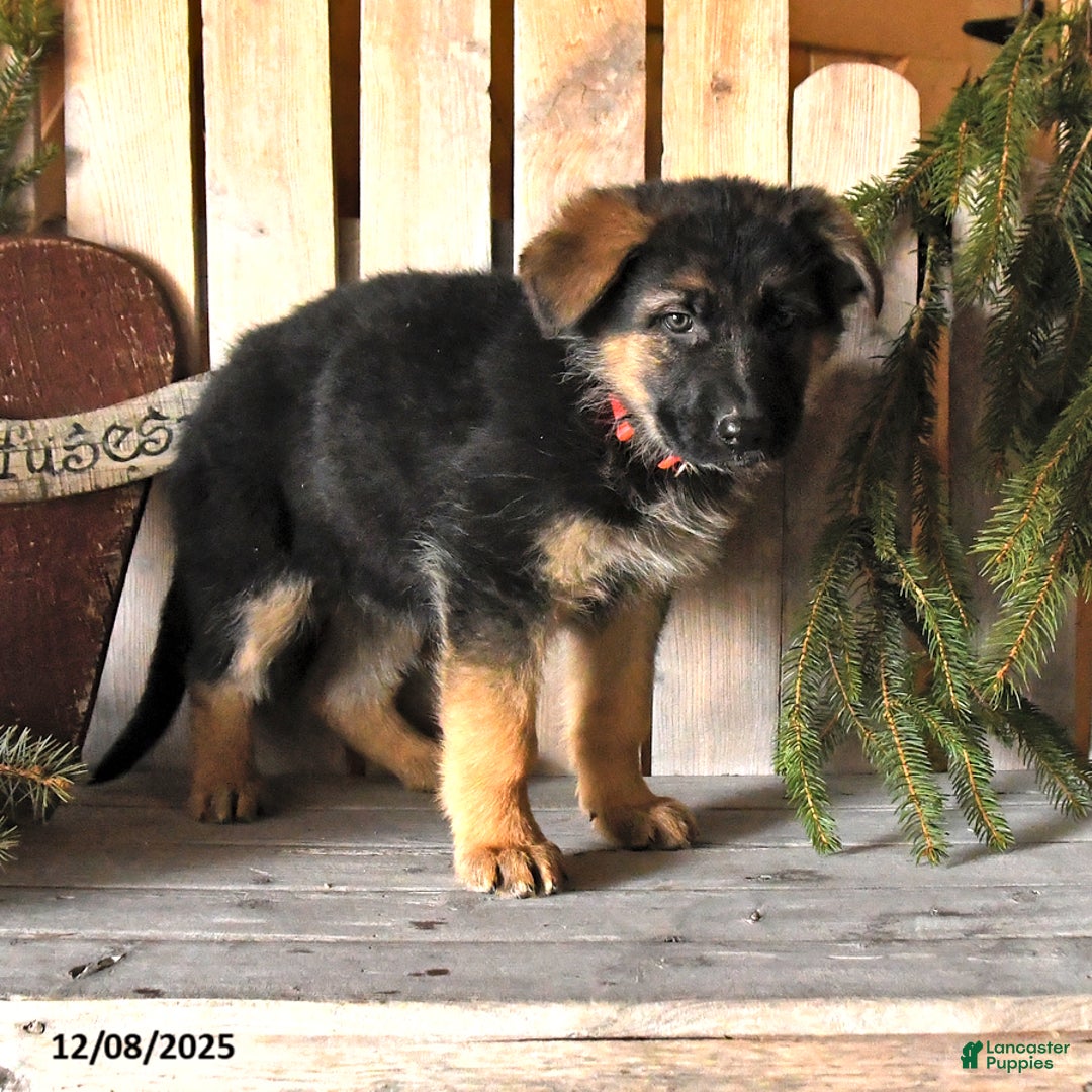 German Shepherd dogs for sale: Skyler - Ad 2