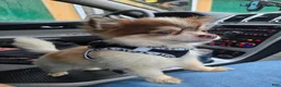 Chihuahua dogs for sale: Chihuahua 1 - Ad 9