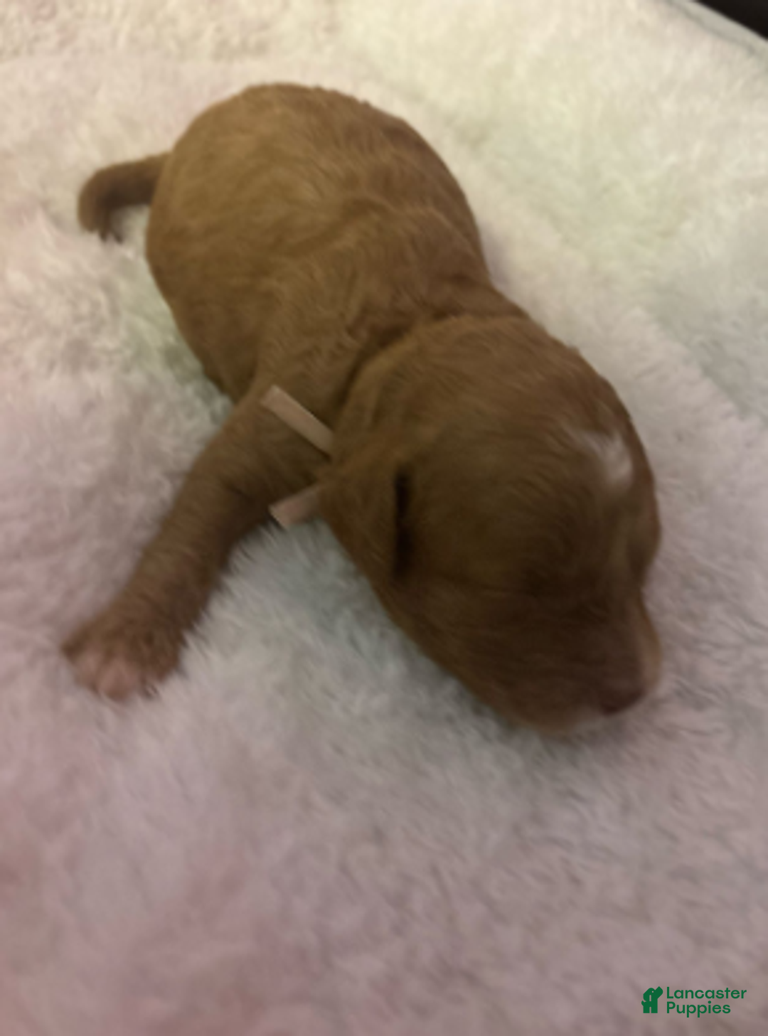 Cavapoo dogs for sale: Tinsel - Ad 6