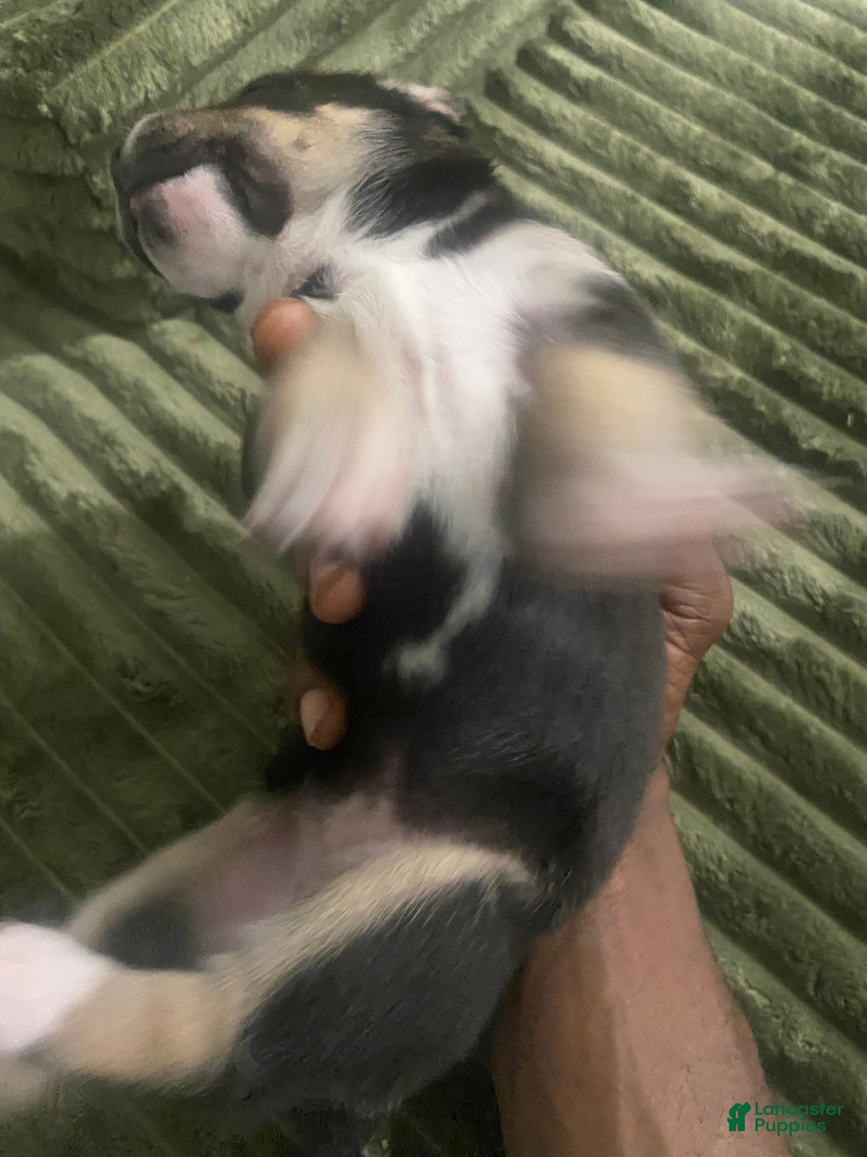 Mixed Breed dogs Light  - Ad 30