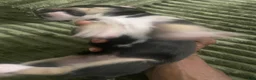 Mixed Breed dogs for sale: Light  - Ad 1