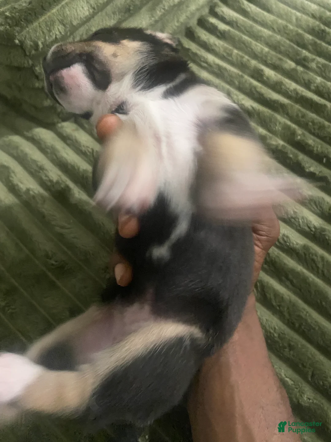 Mixed Breed dogs for sale: Light  - Ad 1