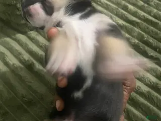 Mixed Breed dogs Light - Ad 9