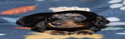 Miniature Dachshund dogs for sale: Flossy’s female - Ad 5