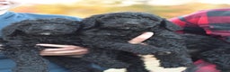 Standard Poodle dogs for sale: Cole - Ad 4
