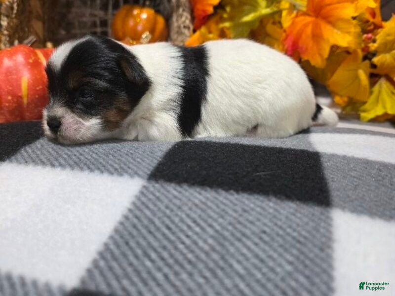 Biewer Terrier dogs for sale: Bella - Ad 2
