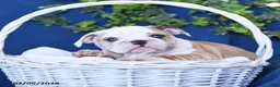 English Bulldog dogs for sale: Fawn - Ad 2