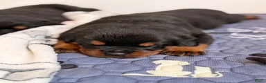 Rottweiler Puppy 1