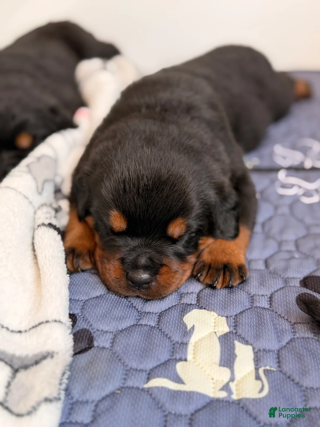 Rottweiler dogs for sale: Rottweiler Puppy 1 - Ad 1