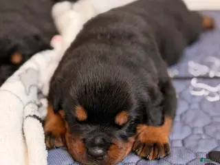 Rottweiler dogs Rottweiler Puppy 1 - Ad 2
