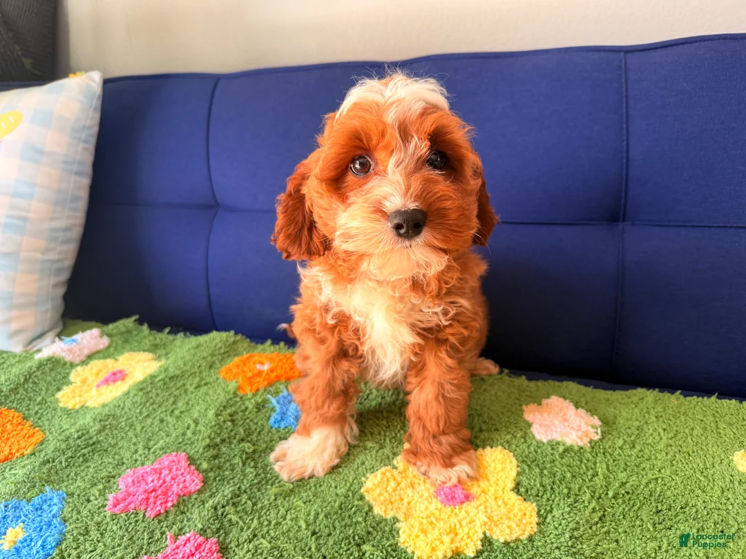 Cockapoo dogs for sale: Cockapoo Puppy 1 - Ad 1