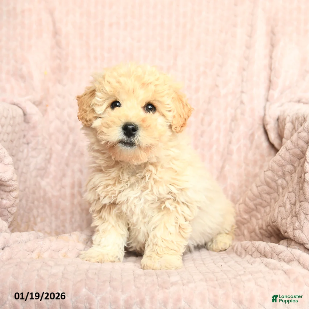 Mixed Breed dogs for sale: Peanut Butter  - Ad 2