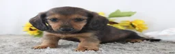 Miniature Dachshund dogs for sale: Olin - Ad 3